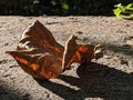 A backlit dry maple leaf fell on the stone floor in the oblique light of autumn sunset Royalty Free Stock Photo