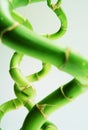 Twisted bamboo Royalty Free Stock Photo