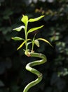 Twisted bamboo Royalty Free Stock Photo