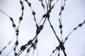 Twisted barbed wire Royalty Free Stock Photo