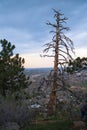 Twisted bare dead tree on mountain