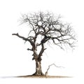 A Twisted, Bare Tree With a Small Dead Tree and a Stone in Front of It Royalty Free Stock Photo