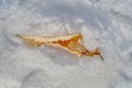 Twisted birch leaf in the snow