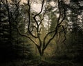 Twisted Birch Tree, Timble Ings Wood