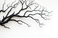 Twisted black tree branches on white background Royalty Free Stock Photo