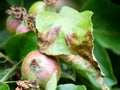 Twisted and blackened leaves on an apple tree