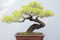 Twisted bonsai pine tree in a pot against a grey wall Royalty Free Stock Photo