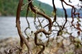 Twisted branches of Arbutus tree snake down in foreground, mountains and water of Saanich Inlet in the background