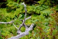 Twisted branches of a bleached, dead tree contrast with the bright green of the surrounding foliage