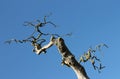 Twisted branches of dead tree