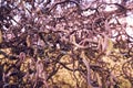 Twisted branches of Harry Lauder\'s Walking Stick tree with blooming catkins Royalty Free Stock Photo