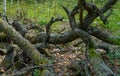 Twisted branches and roots of old gray trees are covered with moss in a summer Siberian forest. Royalty Free Stock Photo