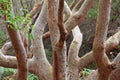 Twisted branches of gum tree Australian nature