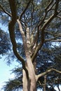 Twisted Branches of Yew Tree Royalty Free Stock Photo