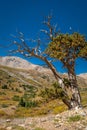 Bristlecone Pine in the Rocky Mountains