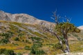 Bristlecone Pine in the Rocky Mountains Royalty Free Stock Photo