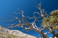 Bristlecone Pine in the Rocky Mountains