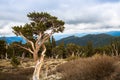 Twisted bristlecone pine trees in the Mt. Evans wilderness area