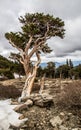 Twisted bristlecone pine trees in the Mt. Evans wilderness area