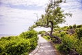 Twisted Cedar tree along the rocky coast of Maine on the Marginal Way path in Ogunquit