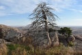 Twisted cedar tree surrounded by Boulders at Mt Scott in Oklahoma. Royalty Free Stock Photo