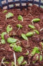 Twisted Cluster Bean Sprouts or Parkia Speciosa Growing In Soil Mixed with Coconut Fiber.