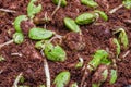 Twisted Cluster Bean Sprouts or Parkia Speciosa Growing In Soil Mixed with Coconut Fiber.