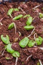 Twisted Cluster Bean Sprouts or Parkia Speciosa Growing In Soil Mixed with Coconut Fiber.