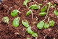 Twisted Cluster Bean Sprouts or Parkia Speciosa Growing In Soil Mixed with Coconut Fiber.