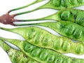 close up bunch of twisted cluster bean isolated on white background