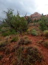 Twisted cypress tree at boynton canyon vortex Royalty Free Stock Photo