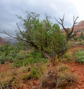 Twisted cypress tree at sedona vortex Royalty Free Stock Photo