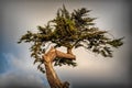 Twisted cypress tree top