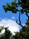 Dark twisted tree branches in the countryside