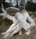 Twisted Dead Desert Tree Bark