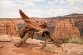 Twisted Dead treee on top of a mesa in Colorado National Monument Royalty Free Stock Photo