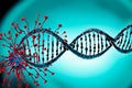 The image depicts a red coronavirus particle engaging with a DNA helix, which is illustrated in blue and black. Royalty Free Stock Photo