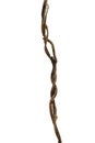 Twisted dried vines with budding Cowslip creeper plant isolate