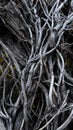 Twisted Dry Branches of an Old Tree Royalty Free Stock Photo