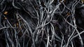Twisted Dry Branches of an Old Tree Royalty Free Stock Photo