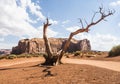 Twisted dry tree with shadow - Monument Valley panorama - Arizona, AZ, Royalty Free Stock Photo