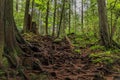 Twisted exposed gnarled roots of pine trees growing on a slope of a hill in Lynn Canyon Park forest in Vancouver, Canada