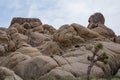 Twisted Giant Rocks and a Joshua Tree