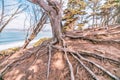 Twisted gnarled cypress tree roots on the side of a coastal cliff on Lands End trail with the Bay in the background in San