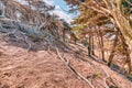 Twisted gnarled cypress tree roots on the side of a coastal cliff on Lands End trail with the Bay in the background in San