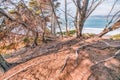 Twisted gnarled cypress tree roots on the side of a coastal cliff on Lands End trail with the Bay in the background in