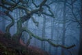 A Twisted and Gnarled oak on a hill in a foggy forest