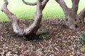 Twisted gnarled tree trunks in a bed of dried leaves