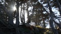 Twisted gnarled trees in forest. Mystical dry wood, pine cypress grove in moss.