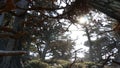 Twisted gnarled trees in forest. Mystical dry wood, pine cypress grove in moss.